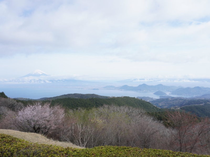春の訪れを感じる達磨山ハイキング